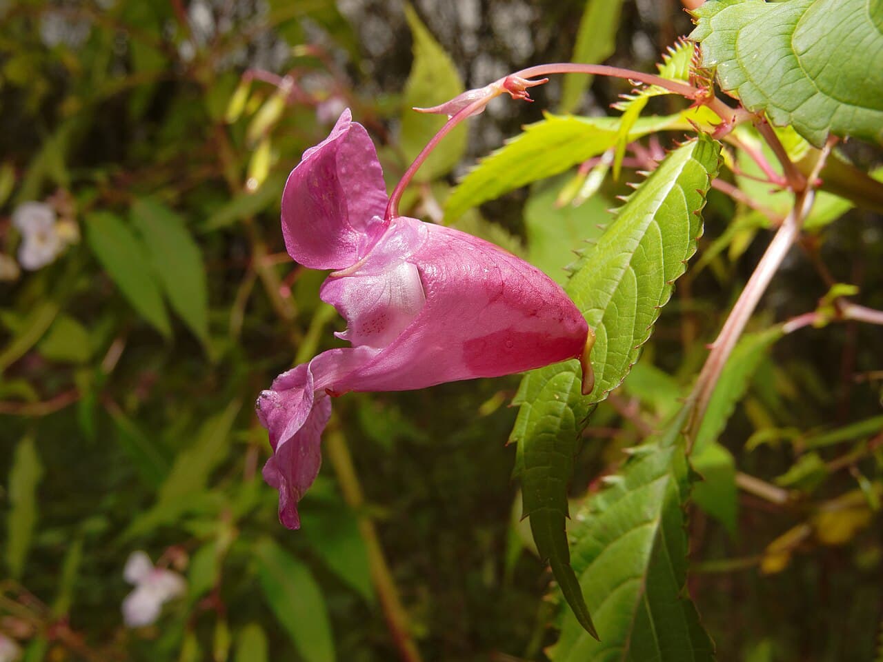 Camkesen (Impatiens)
