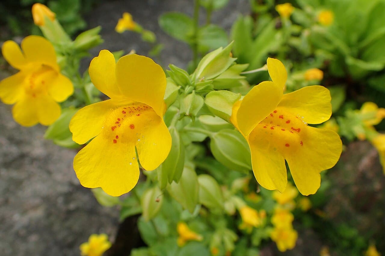 Maymun Çiçeği (Mimulus)