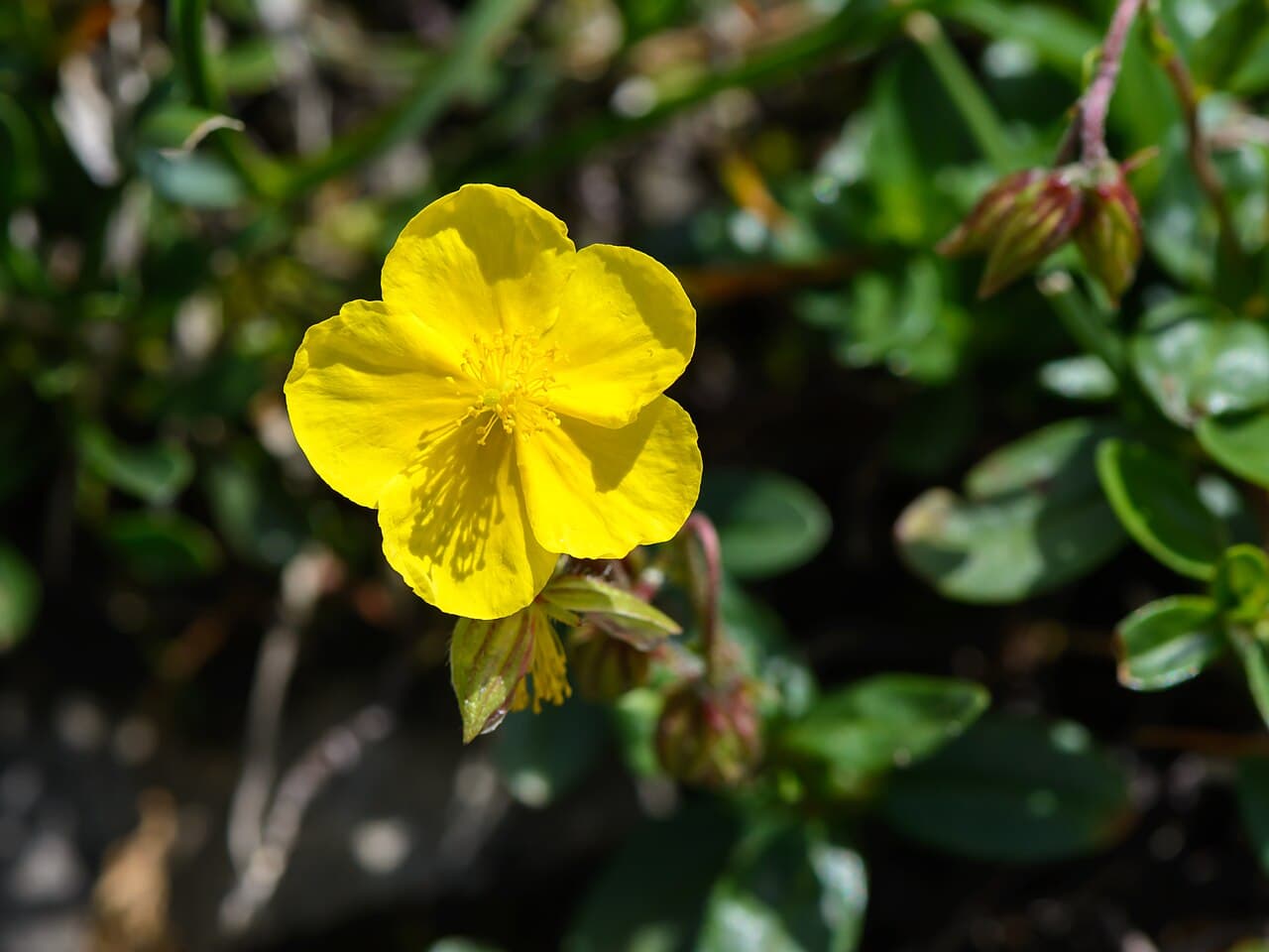 Kaya Gülü (Rock Rose)