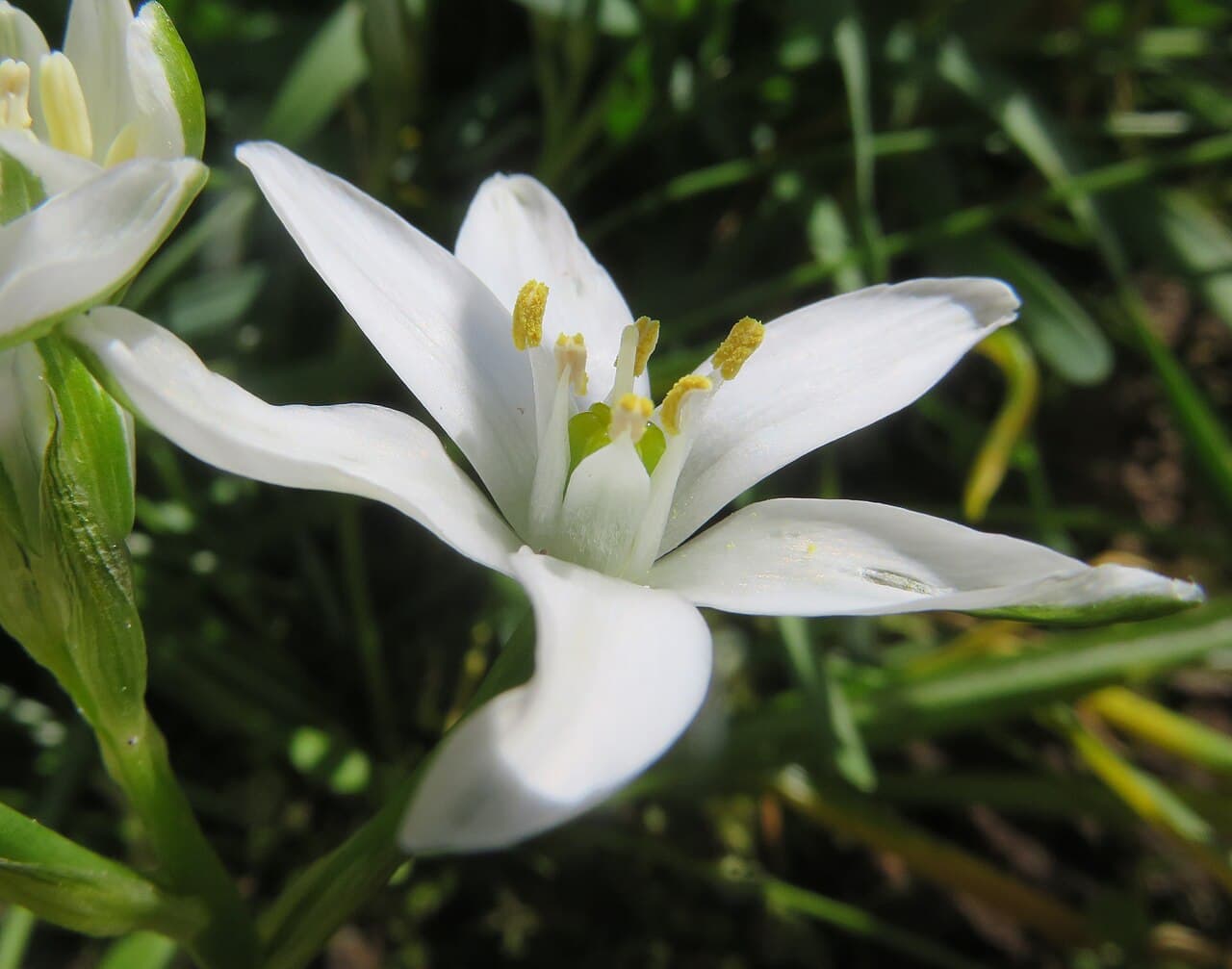 Akyıldız (Star of Bethlehem)